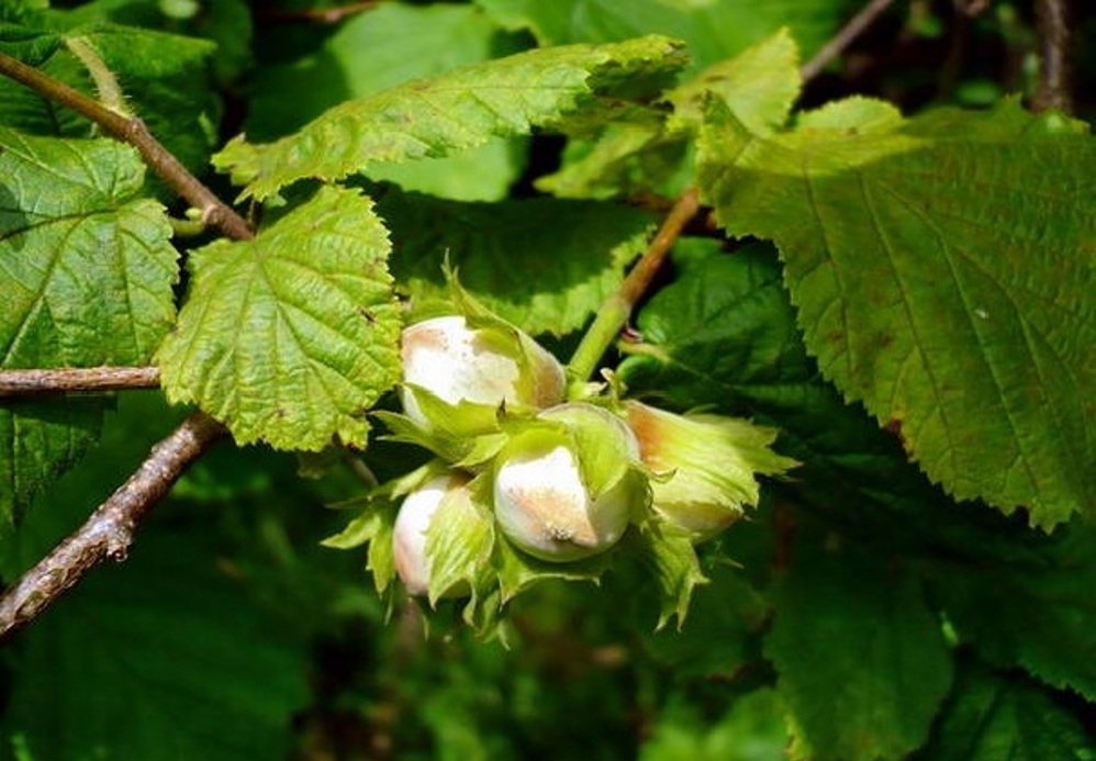 Фундук черкесский. Лещина обыкновенная фото. Лещина разнолистная плод. Hazelnut Tree. Черкесский 2 фундук описание.